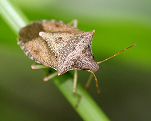 Close look at a brownish tan stink bug