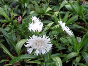 Stokes' aster plant with three pale flowers and lots of green thin leaves.