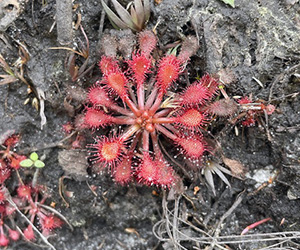 A teeny tiny starfish shaped plant that's bright pink and quite alien looking.