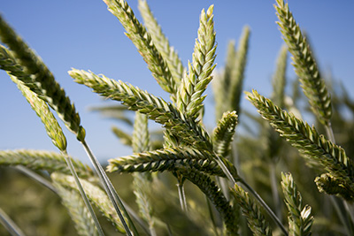 Triticale is another grassy grain that can be used either as a trap crop or forage.