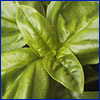Lush green leaves of basil