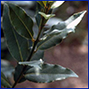 Dark green leaves long and coming to a point