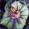 A large foliage plant with round leaves that spiral inward and are green with purple edges