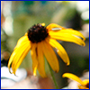 Flower with yellow daisy-like petals and large mounded fuzzy brown center.