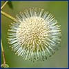 White flower resembling a pin-covered sphere