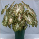 A caladium foliage plants with green and white leaves, with just a hint of pink in the white parts.