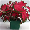 A caladium foliage plant with bright magenta red leaves edged in green.