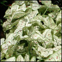 A caladium plant with variegated leaves more white than green.