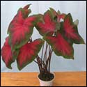 A caladium with red lance-shaped leaves with a thick edge of dark green.