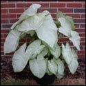 A caladium plant with lance shaped leaves almost completely white with a faint variegation of green.