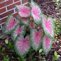 A caladium plant with pink leaves that fade at the edges into white and finally green.