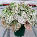 A caladium with white leaves that have thick green veining.