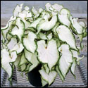 Caladium with ruffled leaves brilliantly white with dark green edges.