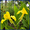 Yellow iris like flowers