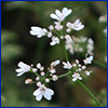 Tiny white flowers