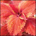 Foliage plant with brilliant orange-red leaves
