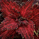 Foliage plant with blood red, velvety looking leaves, the edges of which are frilled.