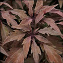 Unusual coleus due to its narrower pointed leaves, these are a dusky dark pink.