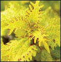 A coleus with narrow, frilly yellow leaves.