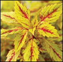 Coleus with yellow leaves that have a deep red center vein