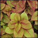 This coleus has oval leaves greenish pink with deep pink veining