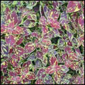 Coleus with smaller leaves red with splashes of yellow, almost like paint had been spattered on them.
