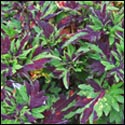 This coleus has thinner green leaves marked heavily with a deep purple.