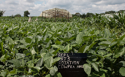 A vast field of green cowpea plants.