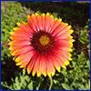 Daisy-like flower with salmon-orange petals tipped in yellow.