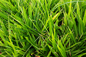 Grassy foliage of edible ginger plants.