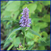 Small spike of purple flowers