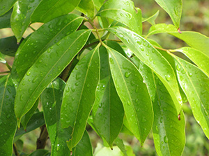 Elongated oval, light green leaves of the lychee tree.