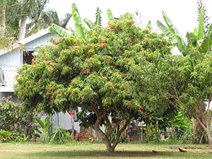 A medium sized tree with a rounded canopy in a Hawaii home landscape