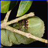 Close view of green caterpillar feeding on olive twig