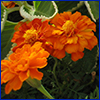 Dark orange marigold flowers