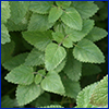 Slightly fuzzy triangular leaves of the mint plant