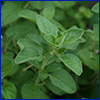 The tiny green leaves of oregano