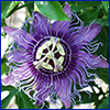 Flower with purple fringe for petals and obvious stamens in the center