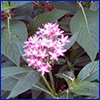 Cluster of small pink flowers shaped like stars