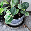 A potted peperomia plant with thick, green fleshy leaves.