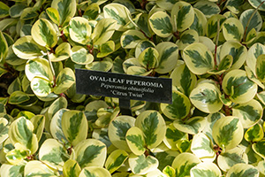 A profusion of low-growing peperomia plants with leaves that are mainly yellow with a green center