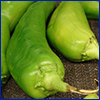 Close view of two pale green Anaheim peppers