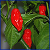 Red slightly wrinkled peppers on plant