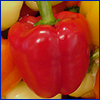 Red bell pepper
