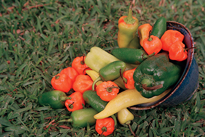 An assortment of peppers.