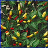 Tiny bright yellow and red peppers on the plant
