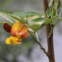 An orange-red pea blossom