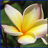 Pinwheel shaped white waxy flower with petals turning yellow towards the center