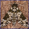 A black and white moth that nearly disappears into the bark of a tree