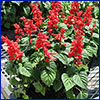 Plants with spikes of red tubular flowers